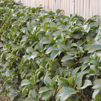 Osmanthe Fortunei - Leaderplant