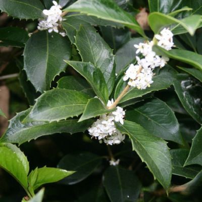 Osmanthe Fortunei - Leaderplant