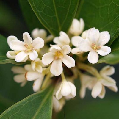 Osmanthe à fleurs blanches - Leaderplant