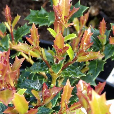Osmanthe Perfume Party ® - Leaderplant