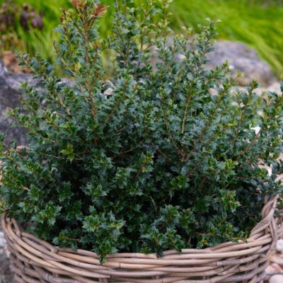 Osmanthe Perfume Party ® - Leaderplant