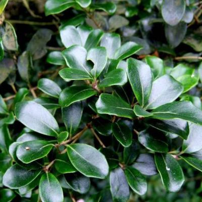 Osmanthe à feuilles rondes - Leaderplant