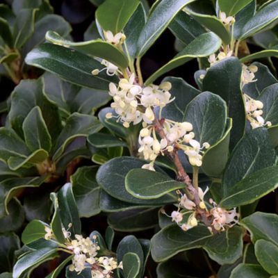 Osmanthe à feuilles rondes - Leaderplant