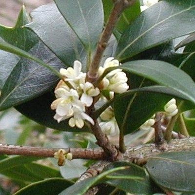 Osmanthe à feuilles de houx - Leaderplant