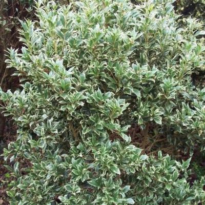 Osmanthe Latifolia Panaché  - Leaderplant