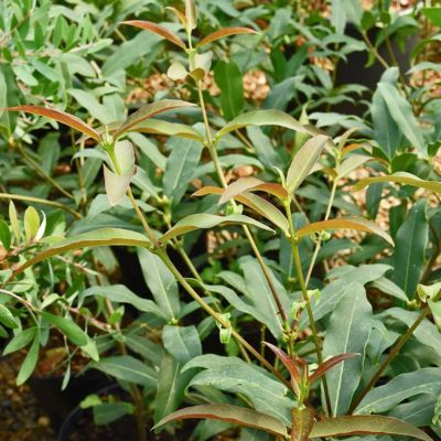 Osmanthe du Yunnan  - Leaderplant