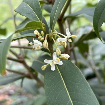 Osmanthe du Yunnan  - Leaderplant