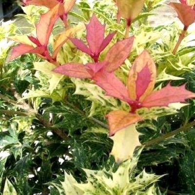 Osmanthe tricolore - Leaderplant