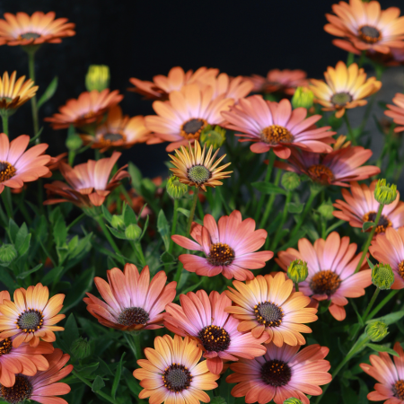 Marguerite du Cap Inspiring Orange Besties ®  - Leaderplant