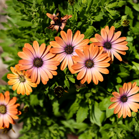 Marguerite du Cap Inspiring Orange Besties ®  - Leaderplant