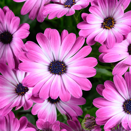 Marguerite du Cap Optimistic Pink Besties ®  - Leaderplant