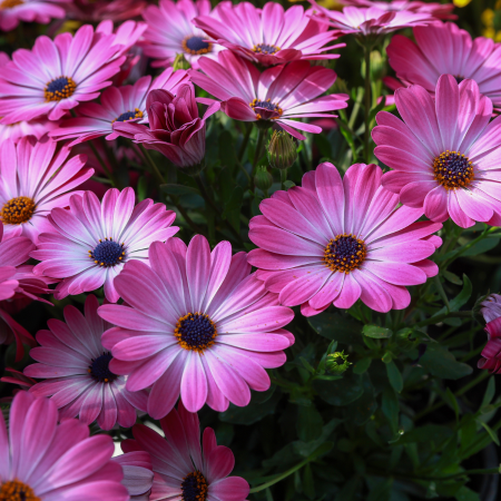 Marguerite du Cap Optimistic Pink Besties ®  - Leaderplant