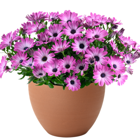 Marguerite du Cap Optimistic Pink Besties ®  - Leaderplant