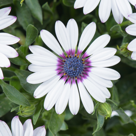 Marguerite du Cap Trusty Amethyst Besties ®  - Leaderplant