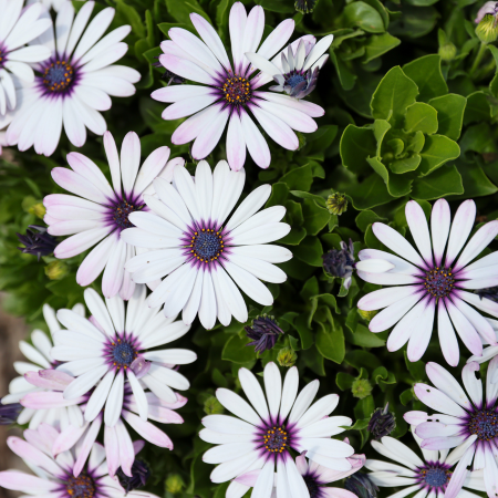 Marguerite du Cap Trusty Amethyst Besties ®  - Leaderplant