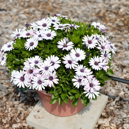 Marguerite du Cap Trusty Amethyst Besties ®  - Leaderplant