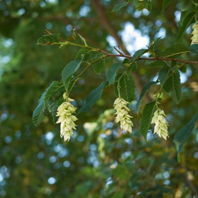 Charme Houblon - Leaderplant