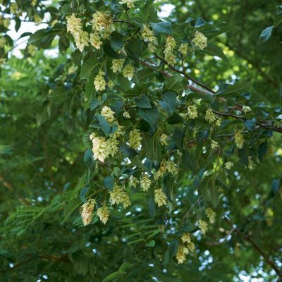 Charme Houblon - Leaderplant