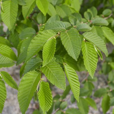 Charme Houblon - Leaderplant