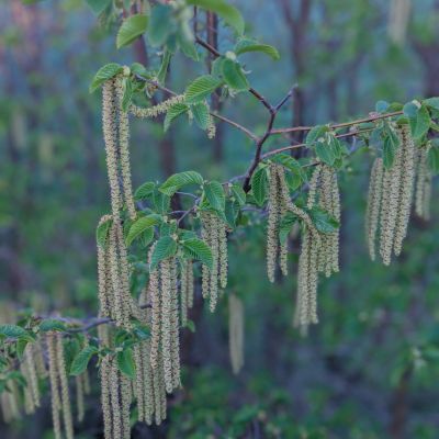 Charme Houblon - Leaderplant