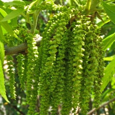 Pacanier - Noix de Pécan - Leaderplant