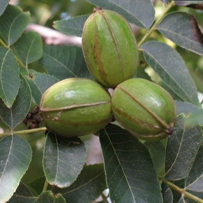 Pacanier - Noix de Pécan - Leaderplant