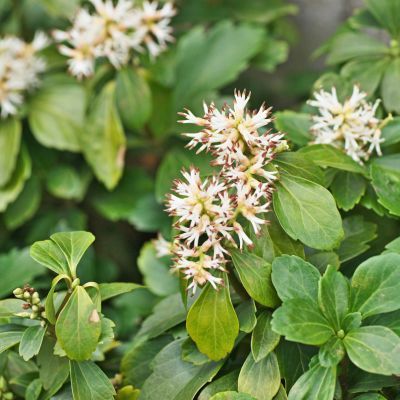 Pachysandre du Japon  - Leaderplant