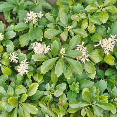 Pachysandre du Japon  - Leaderplant