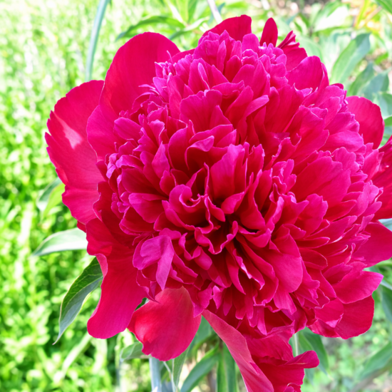 Pivoine Karl Rosenfield - Leaderplant