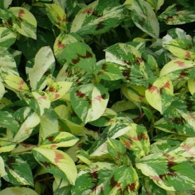 Persicaria Palette des Peintres - Leaderplant