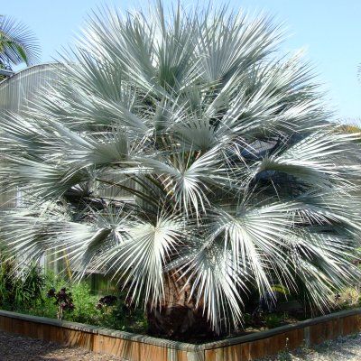 Palmier bleu - Leaderplant