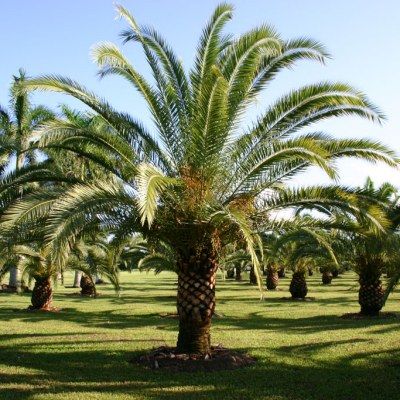 Palmier des Canaries - Leaderplant