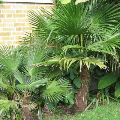 Palmier miniature de Chusan - Vente en ligne de plants de Palmier