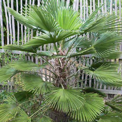 Palmier miniature de Chusan - Leaderplant