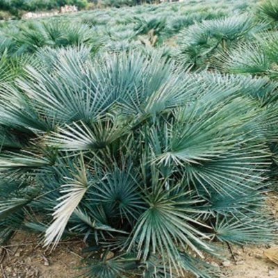 Palmier Nain Bleu - Leaderplant