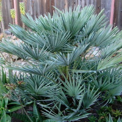 Palmier Nain Bleu - Leaderplant