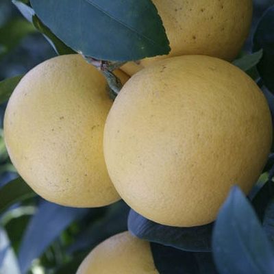 Pomelo Ducan - Leaderplant