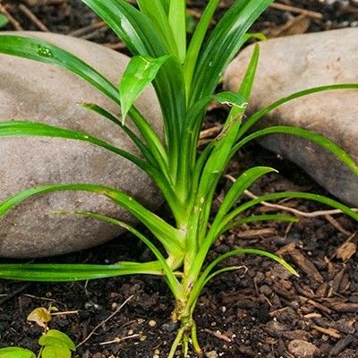 Pandanus comestible - Baquois - Leaderplant