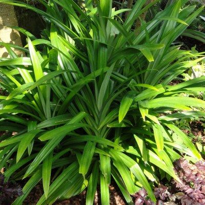 Pandanus comestible - Baquois - Leaderplant