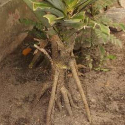 Pandanus comestible - Baquois - Leaderplant