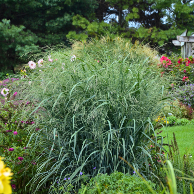 Graminée Panicum Blue Fountain ® - Leaderplant