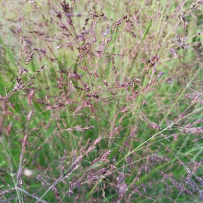 Graminée Panicum Purple Tears ® - Leaderplant