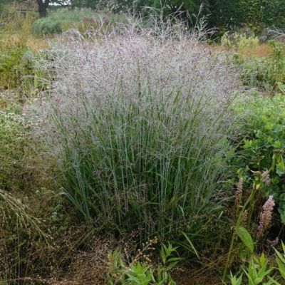 Graminée Panicum Purple Tears ® - Leaderplant