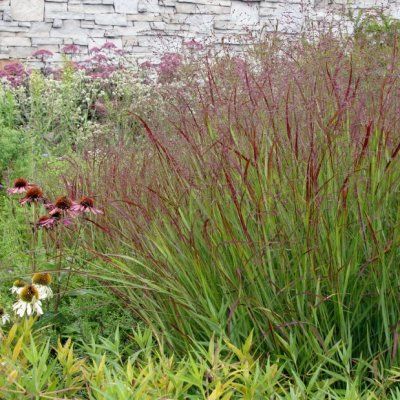 Graminée Panic érigé Rehbraun - Leaderplant