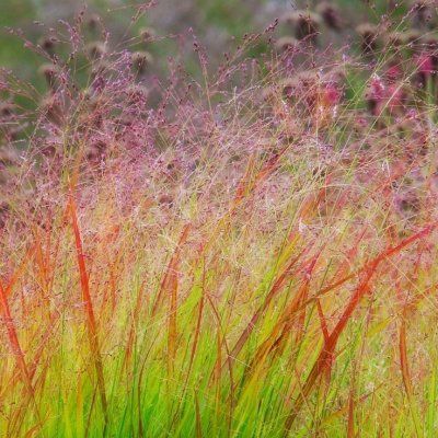 Graminée Panic érigé Rehbraun - Leaderplant