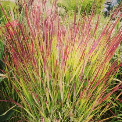 Graminée Panicum Rotstrahlbusch  - Leaderplant