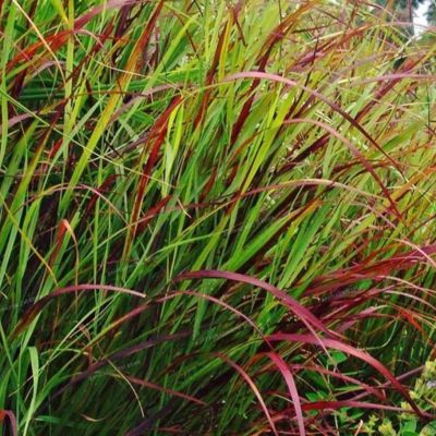 Graminée Panicum Rotstrahlbusch  - Leaderplant