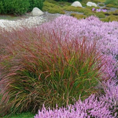 Graminée Panicum Rotstrahlbusch  - Leaderplant