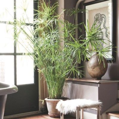 Papyrus à feuilles alternes - Leaderplant