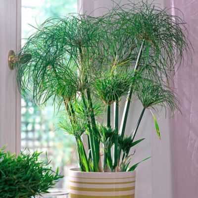 Papyrus du Nil nain - Leaderplant